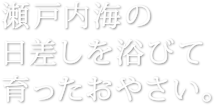 瀬戸内海の日差しを浴びて育ったおやさい。